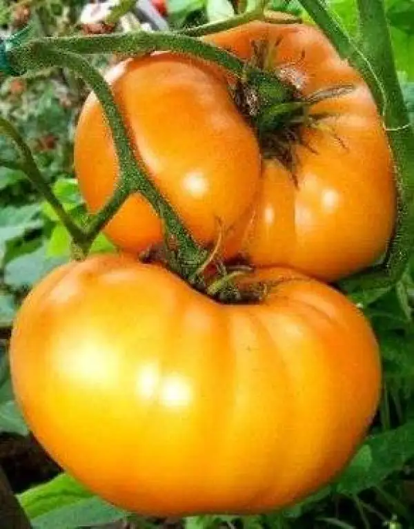 Tomaten: Schellenberg’s Favorite