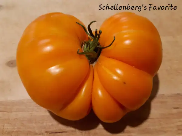 Tomaten: Schellenberg´s Favorite