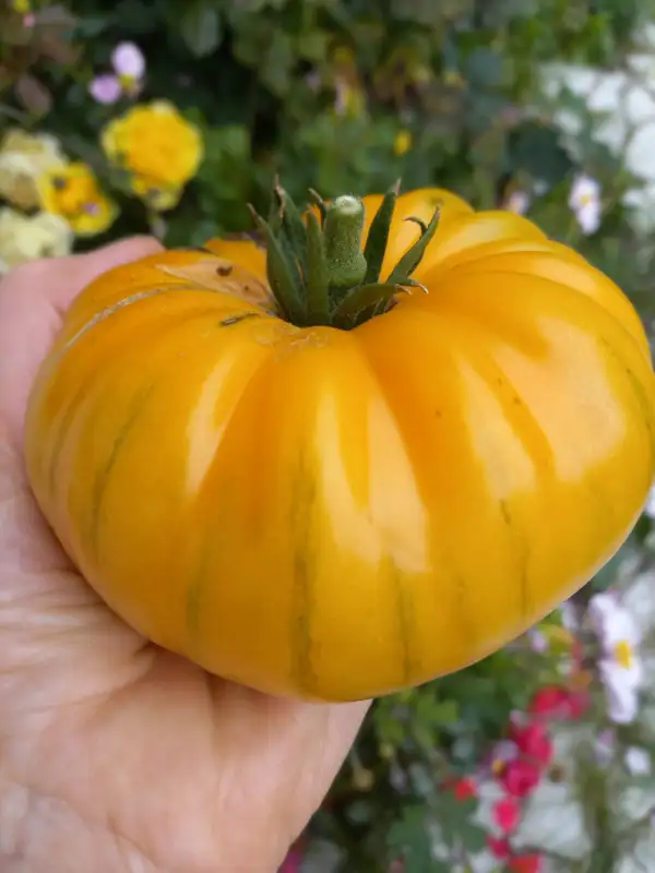 Tomaten: Schellenbergs Favorit