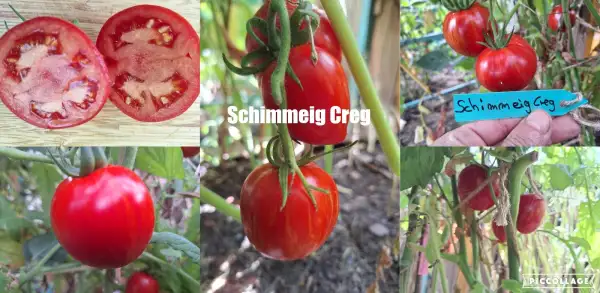 Tomaten: Schimmeig Creg - Salattomate