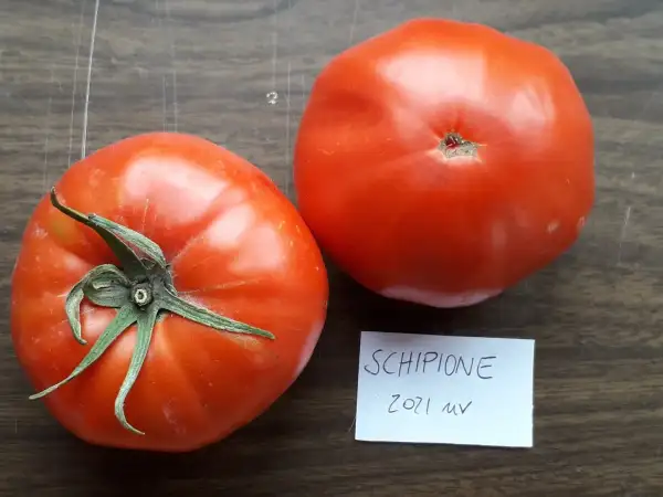 Tomaten: Schipione
