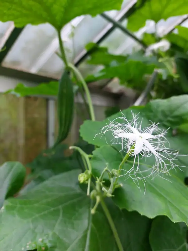 Gurken: Schlangenhaargurke