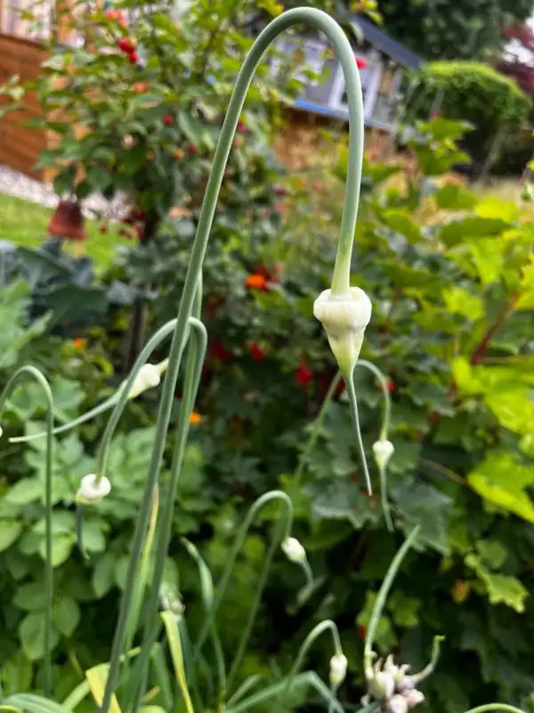 andere Gemüse: Schlangenknoblauch