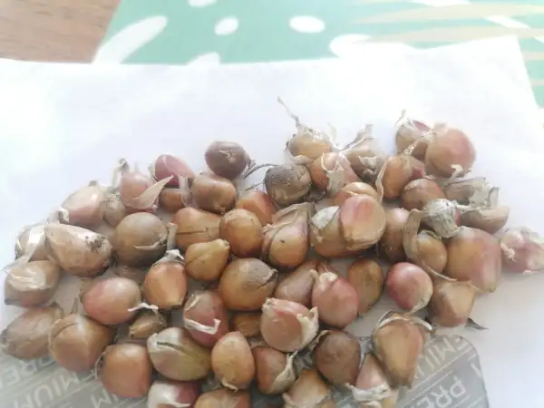 andere Gemüse: Schlangenknoblauch