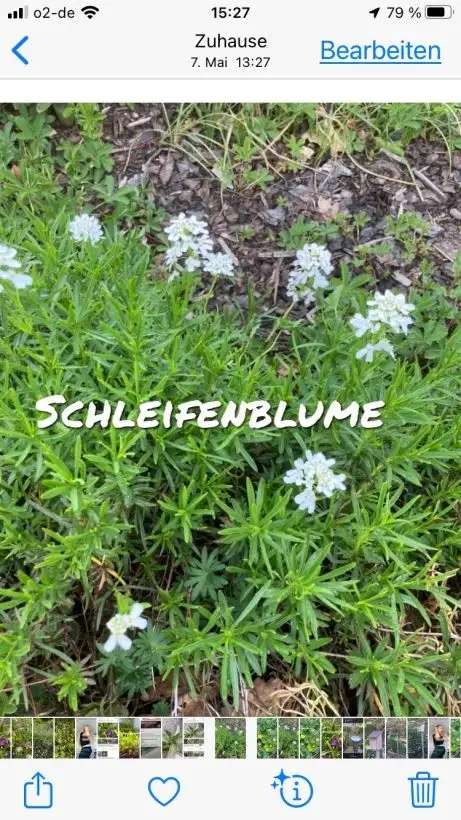 Blumen: Schleifenblume