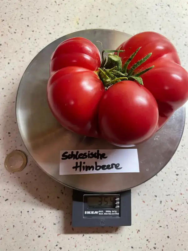 Tomaten: Schlesische Himbeere