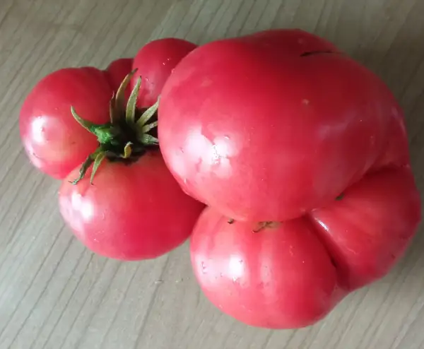 Tomaten: Schlesische Himbeere