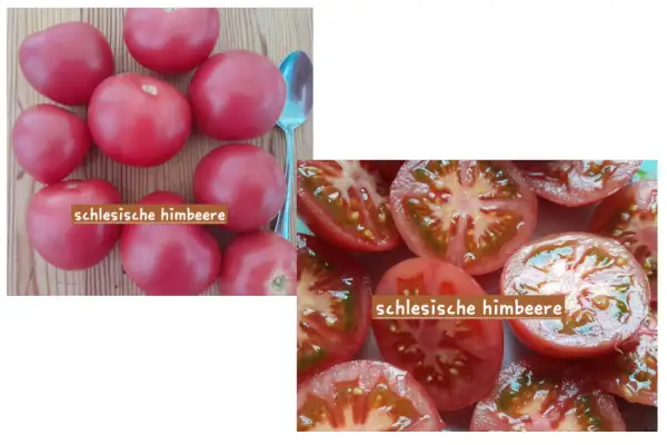 Tomaten: Schlesische Himbeere