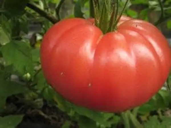 Tomaten: Schlesische Himbeere