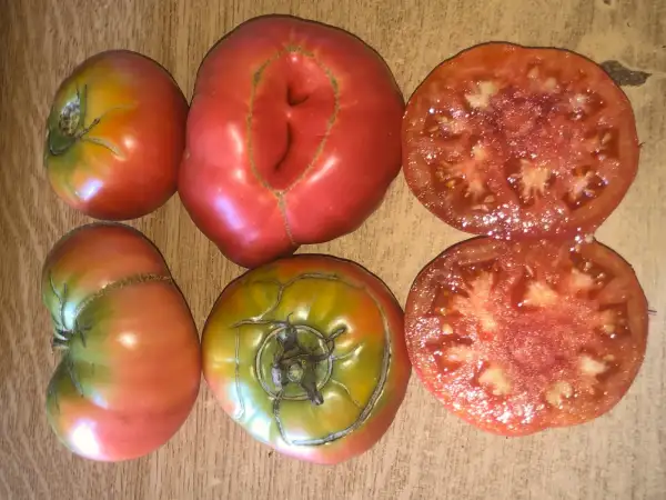 Tomaten: Schlesische Himbeere