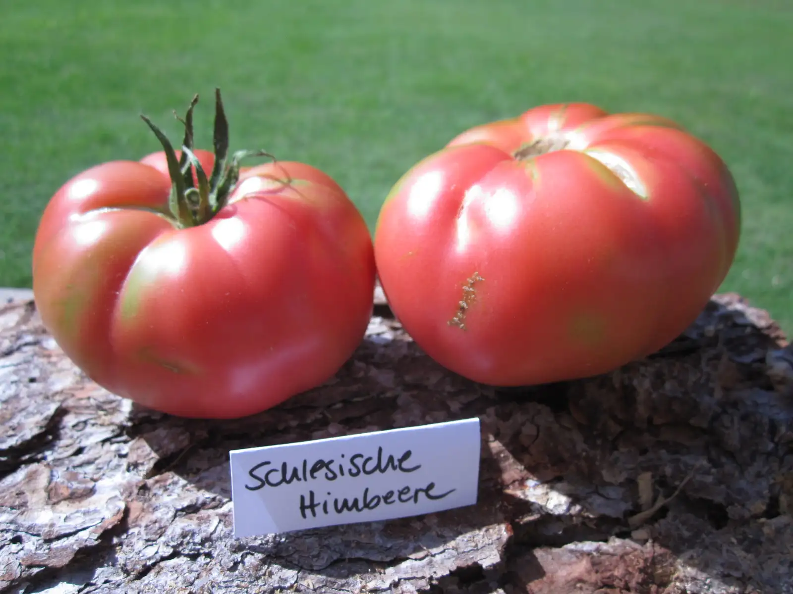 Tomaten: Schlesische Himbeere