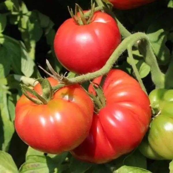 Tomaten: Schlesische Himbeere