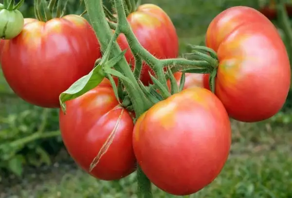 Tomaten: Schlesische Himbeere