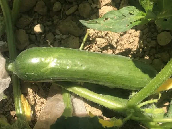 Gurken: Schlesische Landgurke