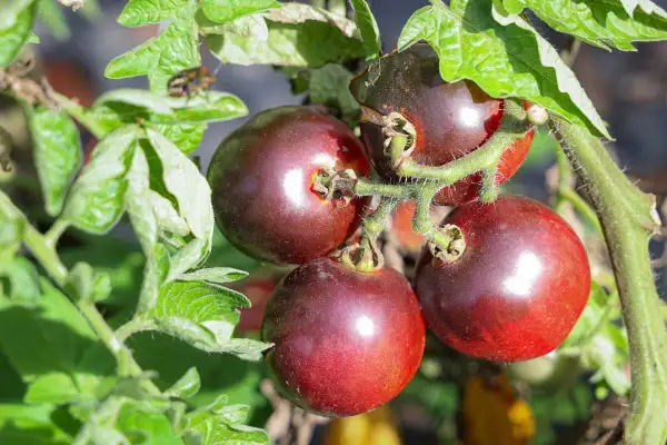 Tomaten: Schlingel Filou