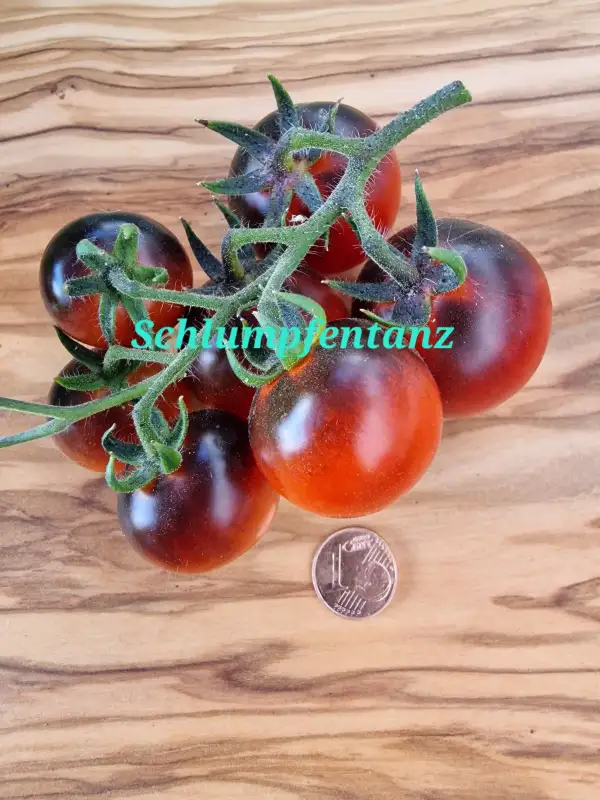 Tomaten: Schlumpfentanz