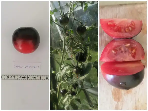Tomaten: Schlumpfentanz