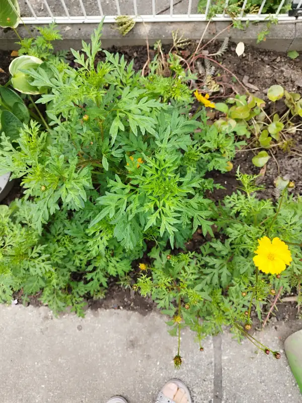 Blumen: Schmalblättrige Studentenblumen