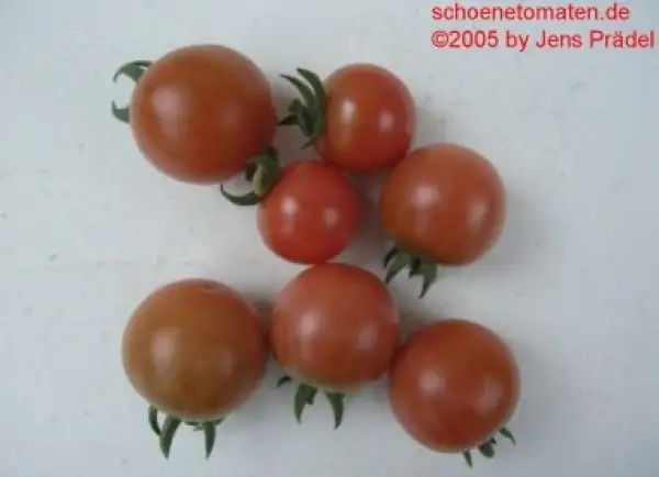 Tomaten: Schmatzefein