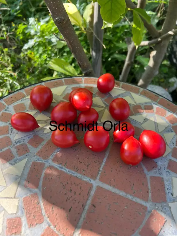 Tomaten: Schmidt Orla