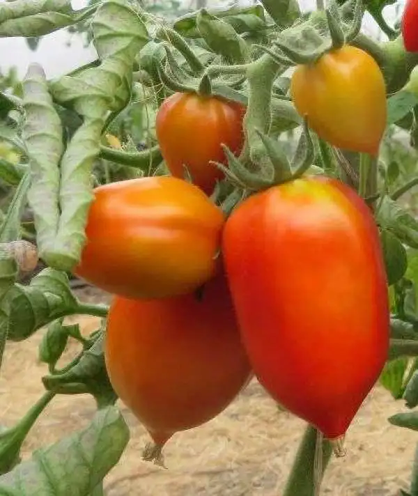 Tomaten: Schmidt Orla