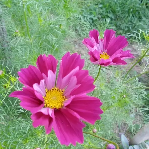 Blumen: Schmuckkörbchen - Double Click Cranberry, weinrote, halbgefüllte Blüten. Betörender Vanilleduft.