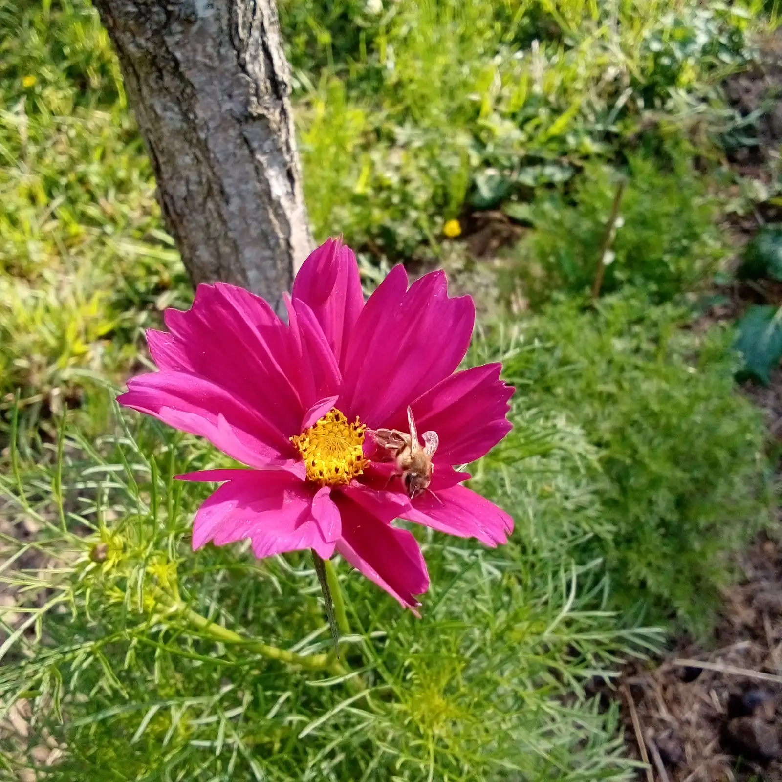 Blumen: Schmuckkörbchen - Double Click Cranberry, weinrote, halbgefüllte Blüten. Betörender Vanilleduft.