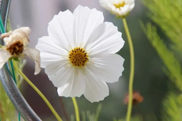 Blumen: Schmuckkörbchen (Cosmos bipinnatus)