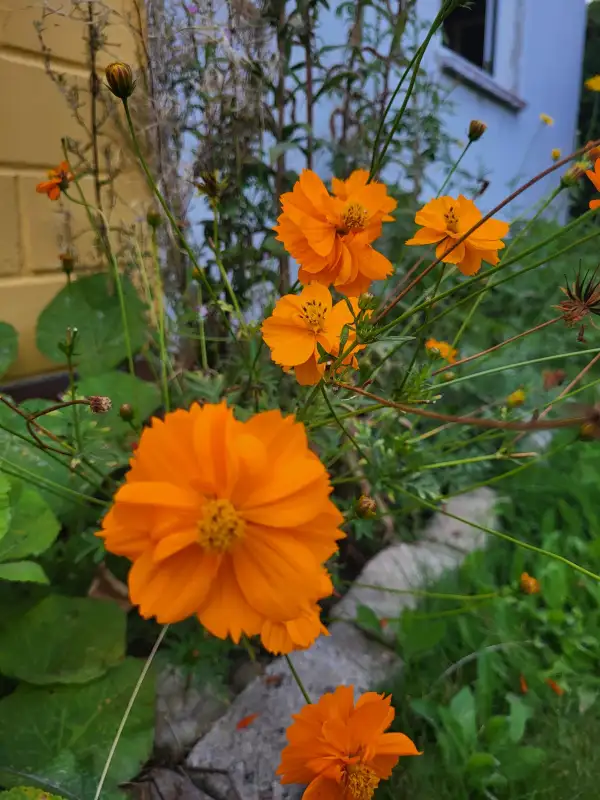 Blumen: Schmuckkörbchen, Sulfur Cosmea (Cosmos sulphureus)