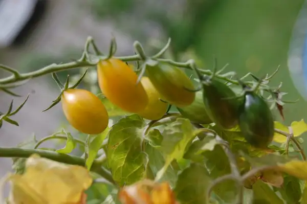 Tomaten: Schmucktomate Wildtomate