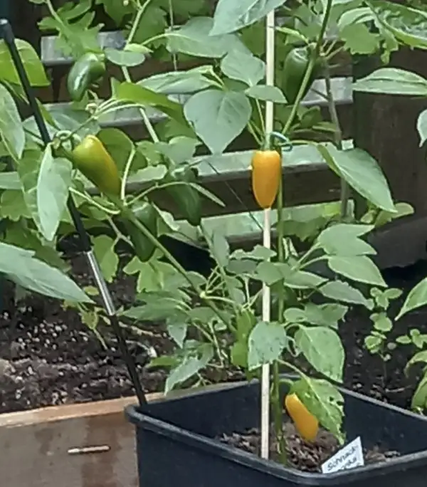 Chili / Paprika: Schnackpaprika orange