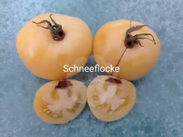 Tomaten: Schneeflocke