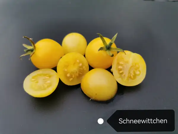 Tomaten: Schneewitchen