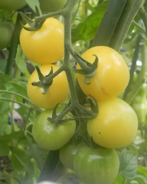 Tomaten: Schneewittchen (2021)