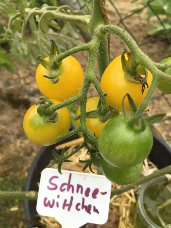 Tomaten: Schneewittchen