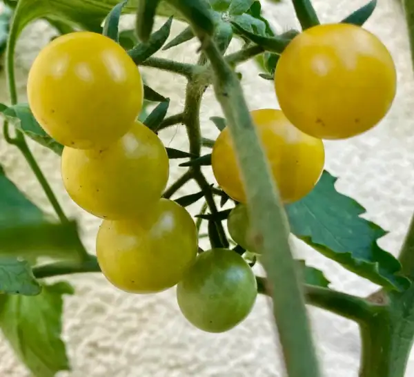 Tomaten: Schneewittchen