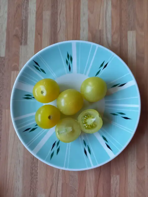 Tomaten: Schneewittchen, Snow White,  Snow White Cherry