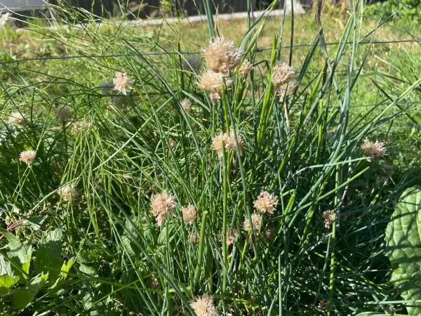Kräuter: Schnittlauch - mehrjährig