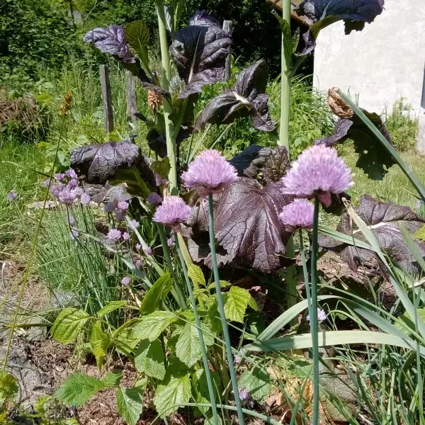 Kräuter: Schnittlauch, unverzichtbar! in den Salat, aufs Butterbrot, in die Suppe, immer lecker :-)