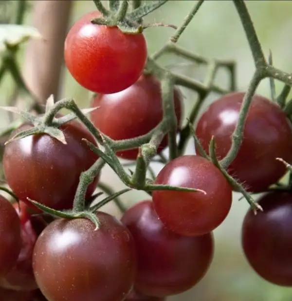 Tomaten: Schoko Cherry