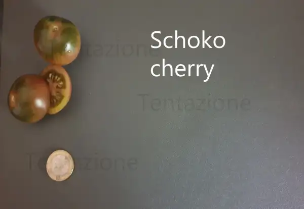 Tomaten: Schoko Cherry