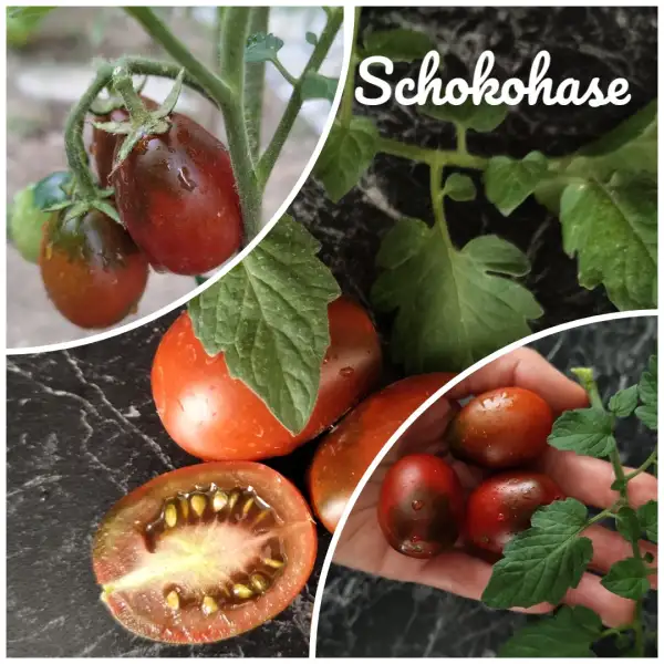 Tomaten: Schokohase