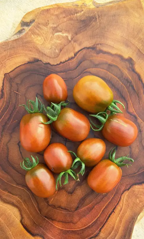 Tomaten: Schokohase