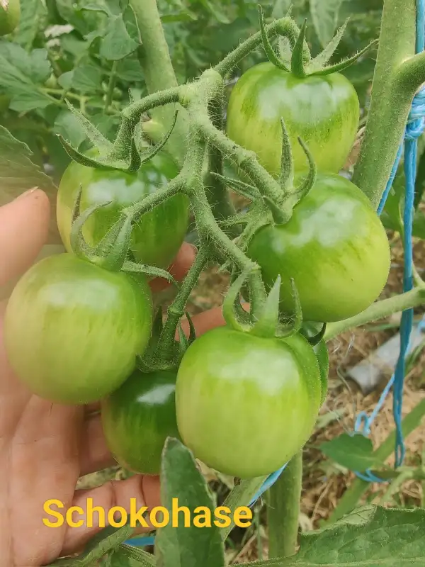 Tomaten: Schokohase