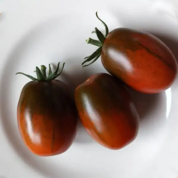 Tomaten: Schokohase