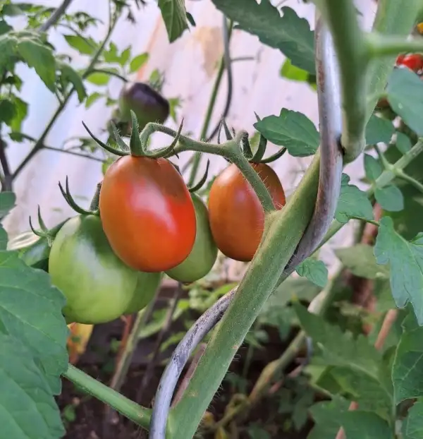 Tomaten: Schokohase