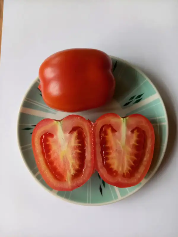 Tomaten: Schwärzels Freiland