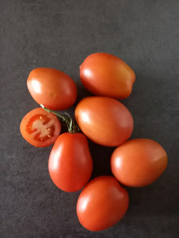 Tomaten: Schwärzels Freiland