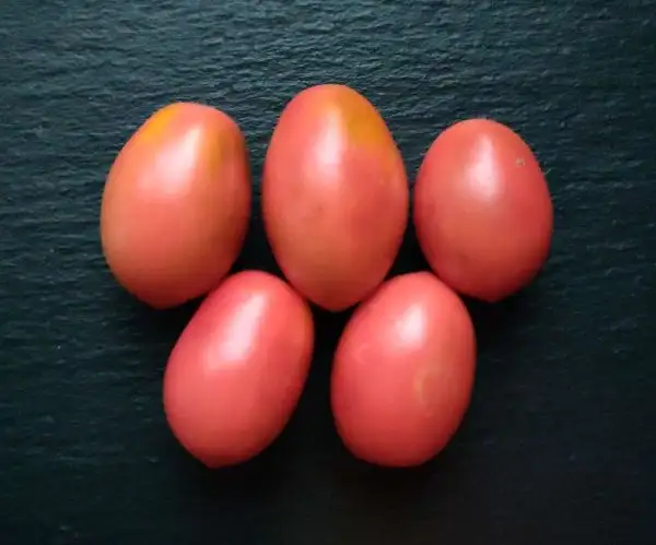 Tomaten: Schwanenflaum