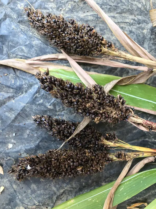 andere Gemüse: Schwarz aus Vaufrey (Sorghum bicolor)